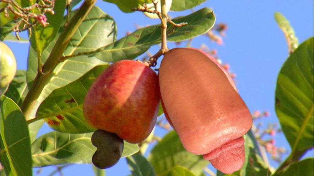 Foto de um cajueiro com um caju mas do lado dele em vez de outro caju tem um pênis com o corpo muito inchado e a cabeça pequena fazendo-o parecer um caju