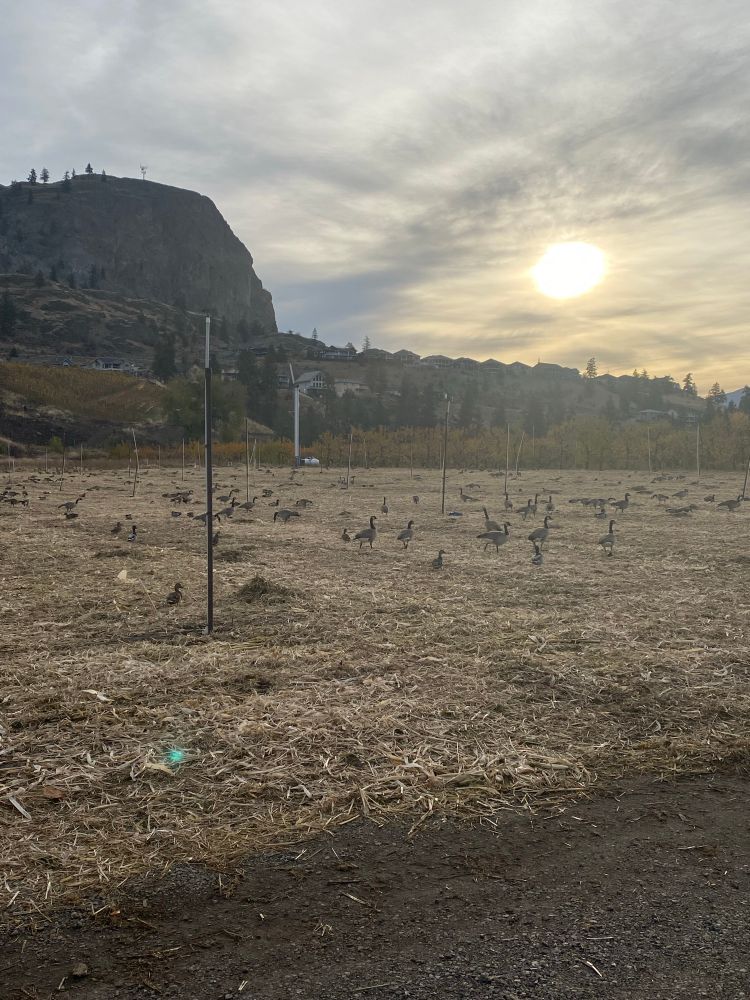 While a hazy sun rises in the south-east, a flock of Canada Geese pauses in their journey to pick at a just-mowed cornfield. 