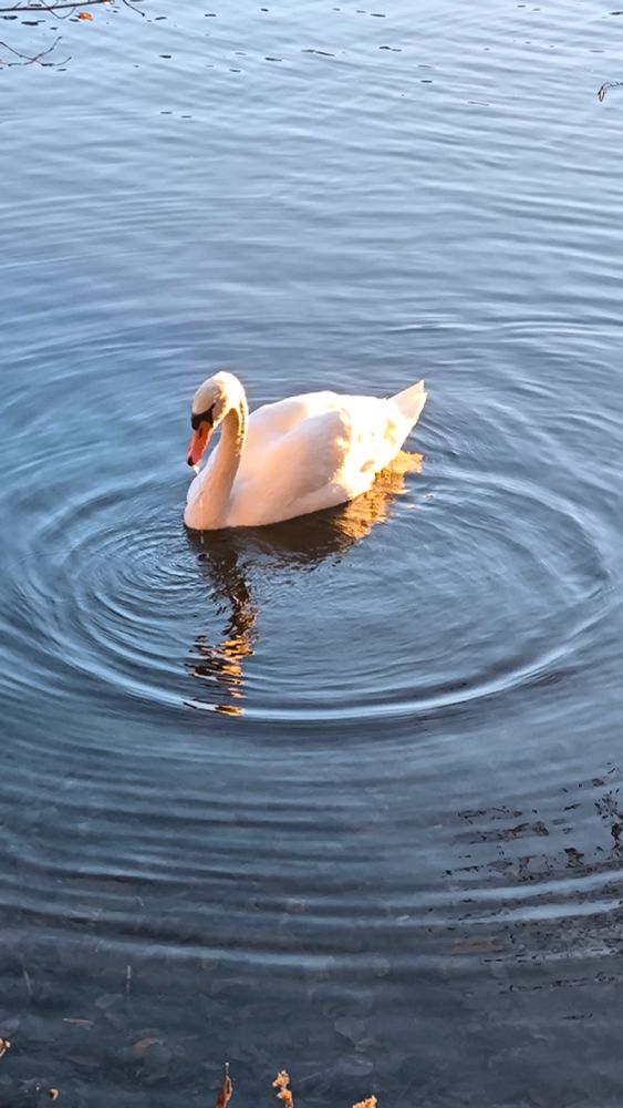 Schwan im See in Sonne diagonal zugewandt. 