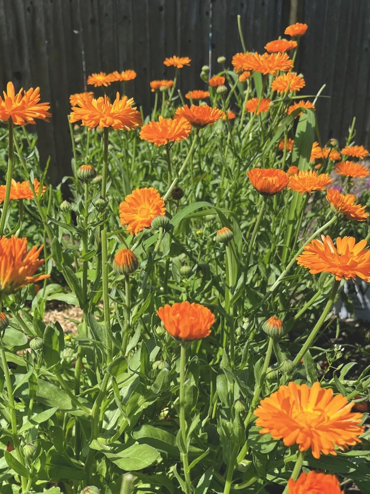 Lots of calendula flowers in full bloom in an herb garden. The photo was taken on a bright sunny day. The calendula flowers are bright orange.