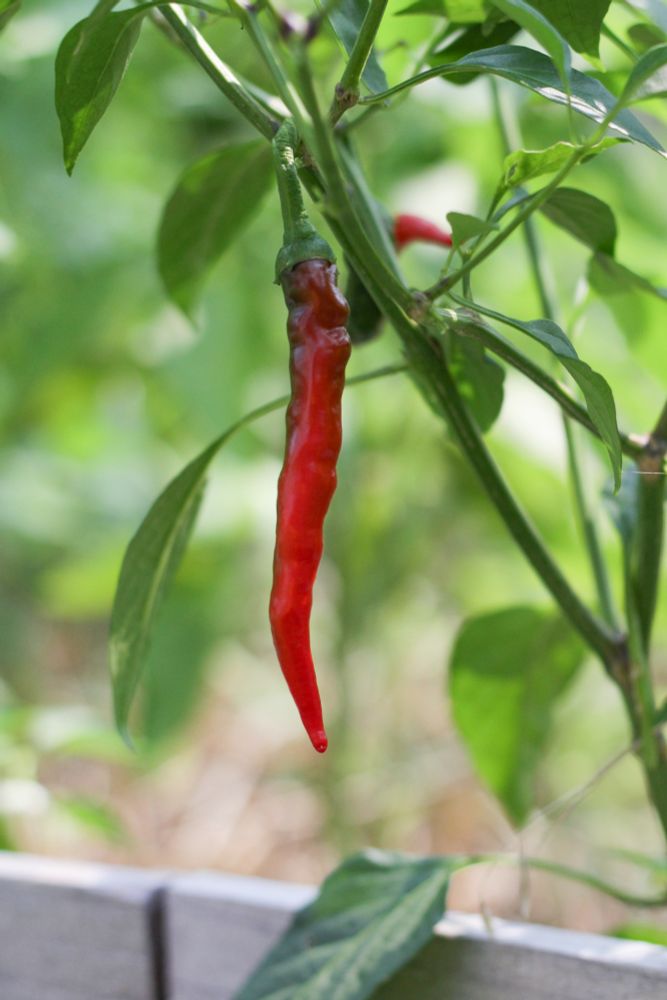 A cayenne pepper plant in a raised bed with a few pepper turning bright red.