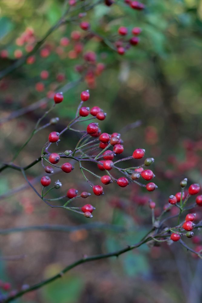 Several branches of small red rosehips on a multiflora rose bush.