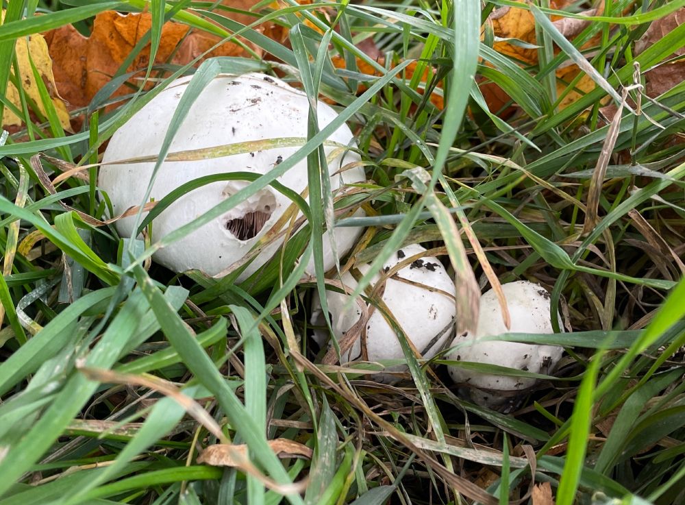 Mushrooms growing in the city centre. Latin name: Agaricus bitorquis.