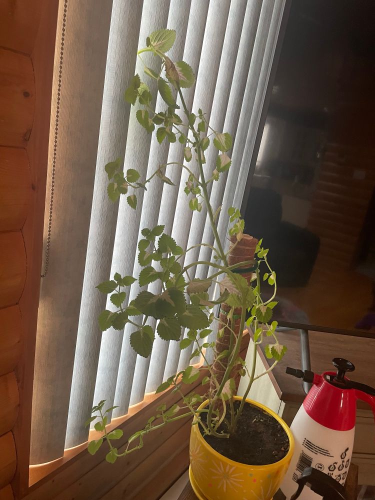 A tall plant with green and pink leaves in a yellow vase leaning towards a window with blinds

