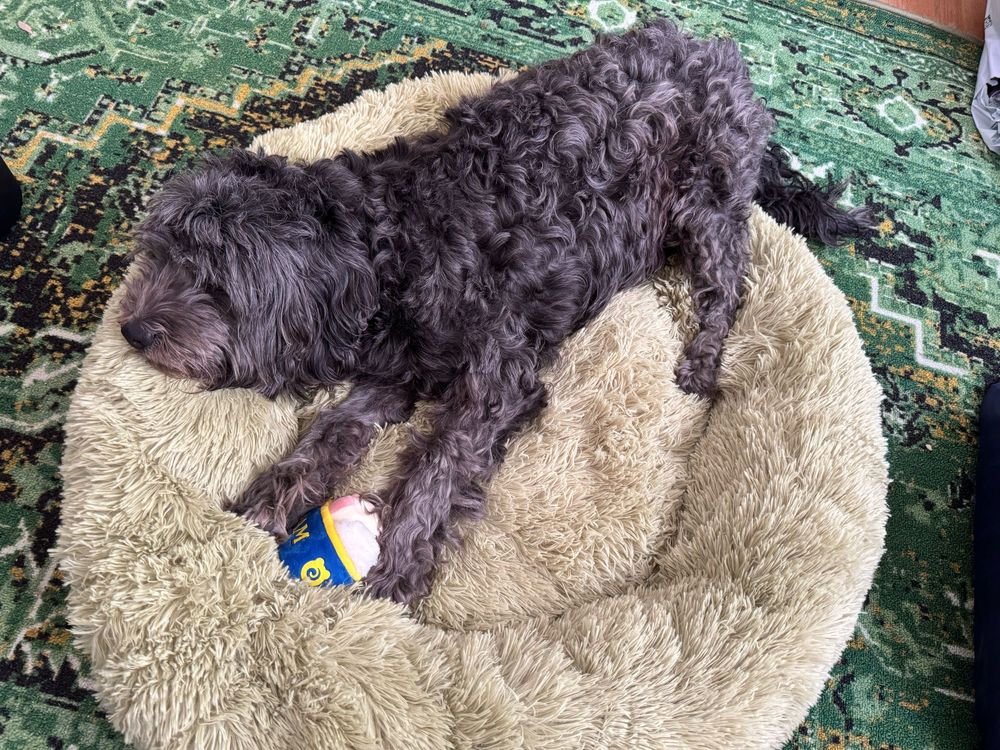A fluffy dog asleep on a cuddle bed with his stuffed Spam musubi dog. Very cute. 