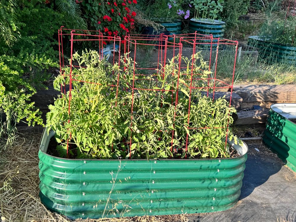 Tomato plants in a raised bed facing the sun as it sets over the San Francisco Bay. 