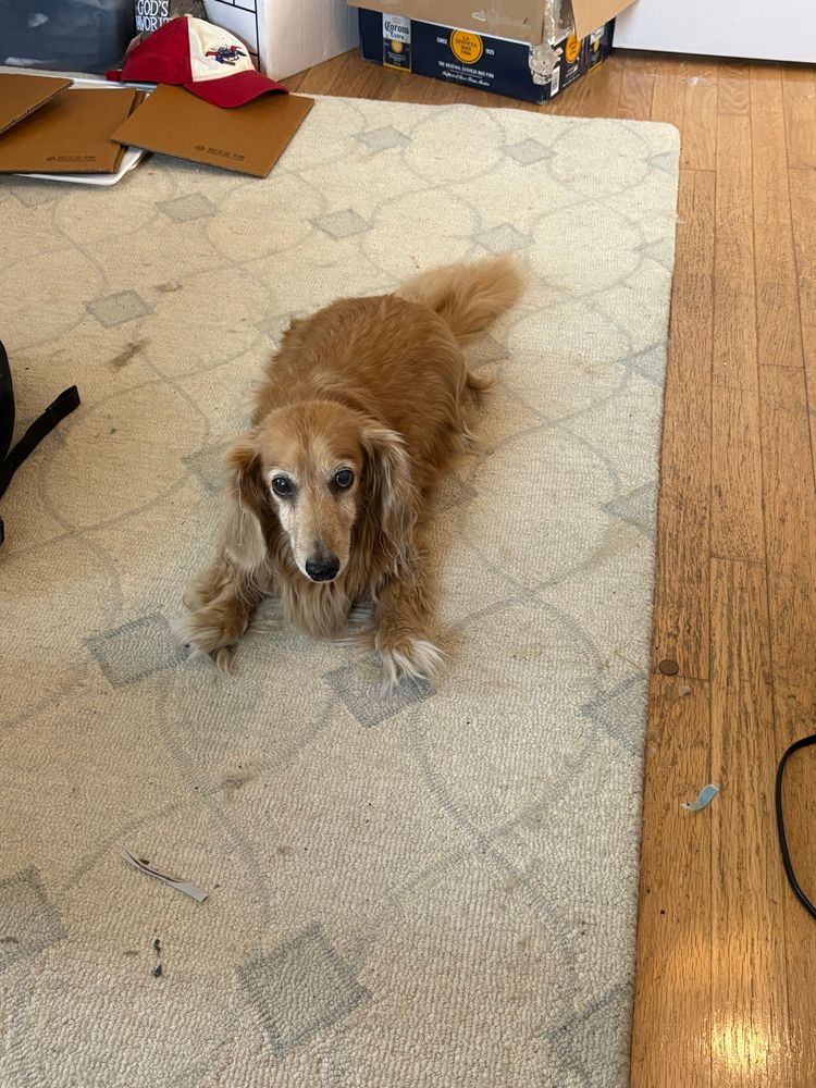 photo of my son Charles, a long-haired dachshund 