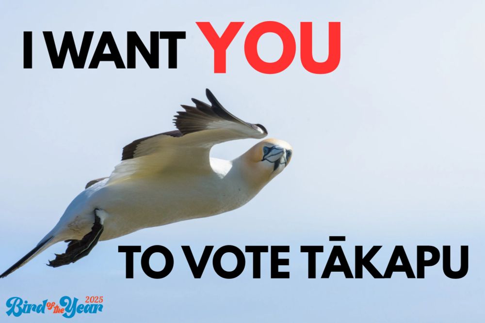 A photo of a gannet flying with the text I Want YOU To Vote Tākapu