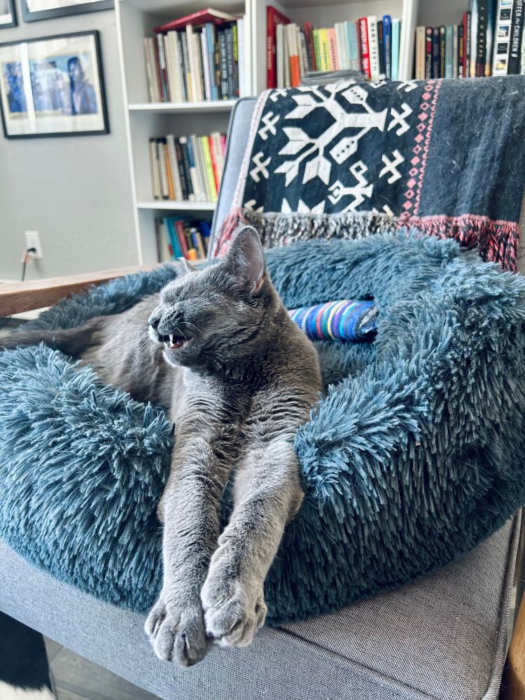 grey cat on fluffy bed with weird end of yawn face