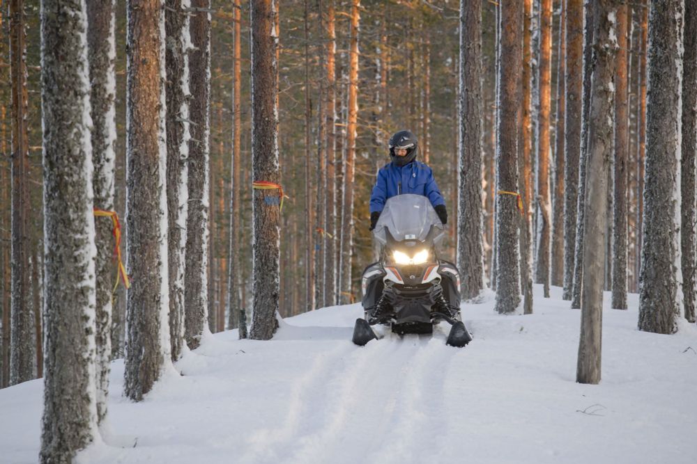 Metsähallituksen hakkuut Iso-Valkeisessa - viimeisten kulissien kaatamista vai "tarkoituksenmukaist...