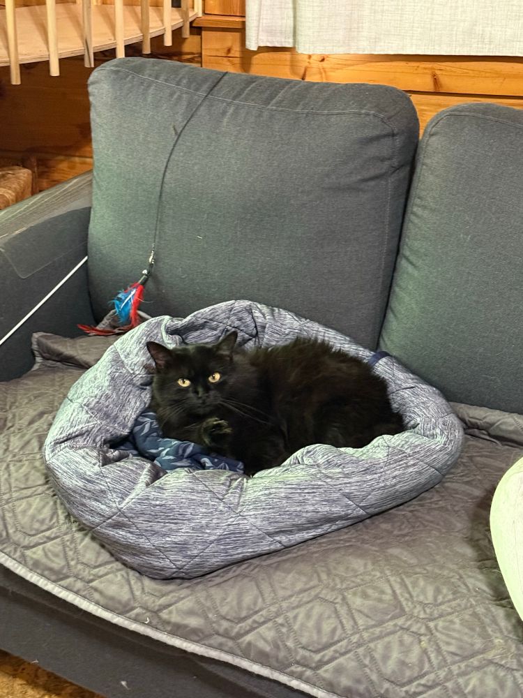 A beautiful long-haired black cat curled up in a round cat bed on a gray sofa. She gazes steadily into the camera with bright yellow eyes.