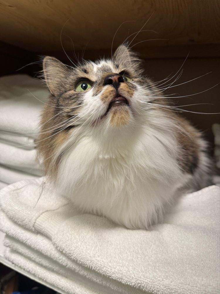 a white and tabby cat named yuki is sitting on a pile of white towels, looking up cutely