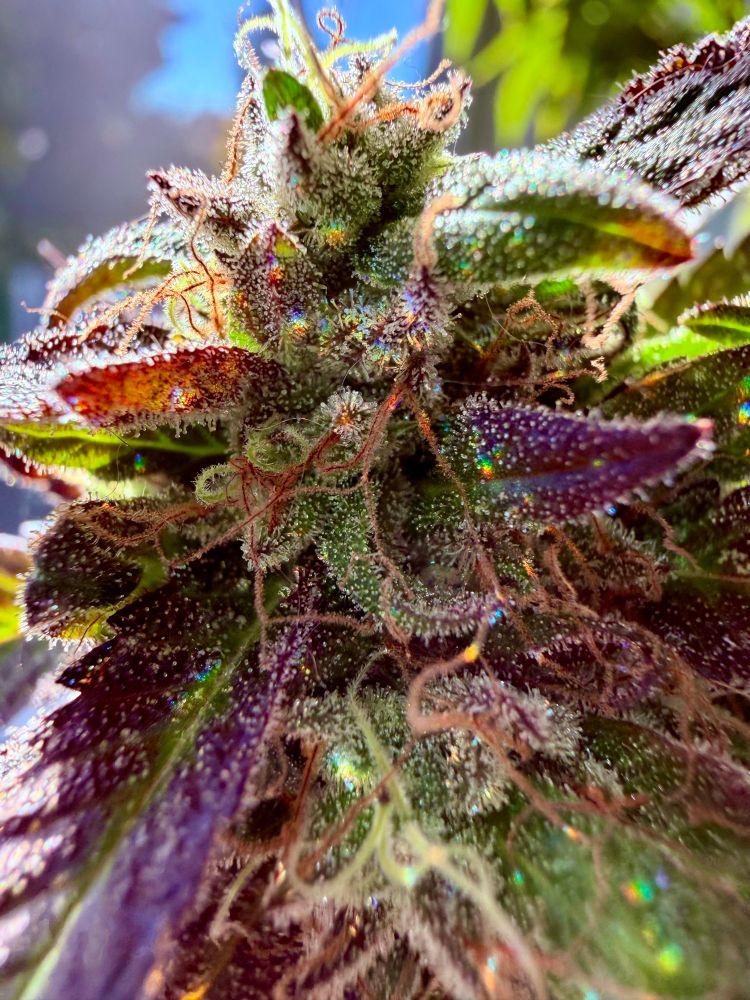 Close up of trichomes on wake and bake cannabis flowers, long hairy pistils intertwined between the leaves 