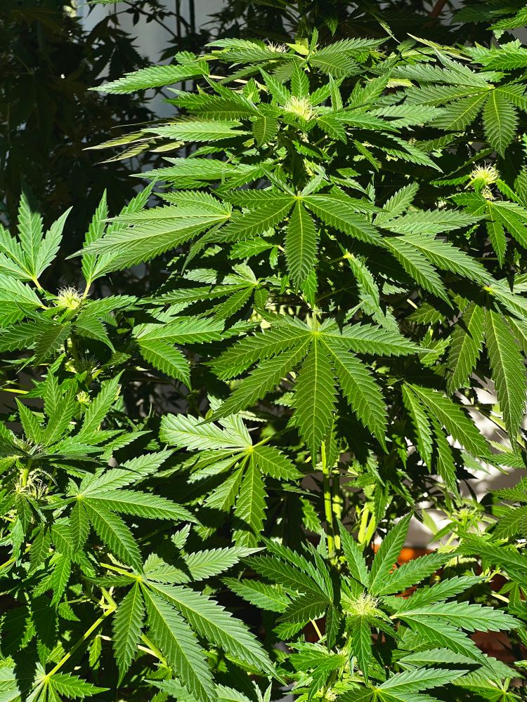 Cannabis plant preflowering, strain is wake and bake found in bag seed 