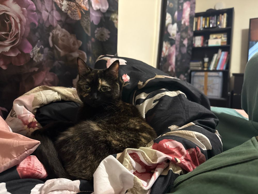 Cat laying on Floral Blanket with a Bookcase in the background.