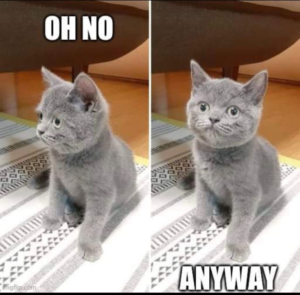 An adorable gray cat with the words “oh no” above them on the left. On the right the same gray cat is looking straight ahead with the word anyway “below” them.