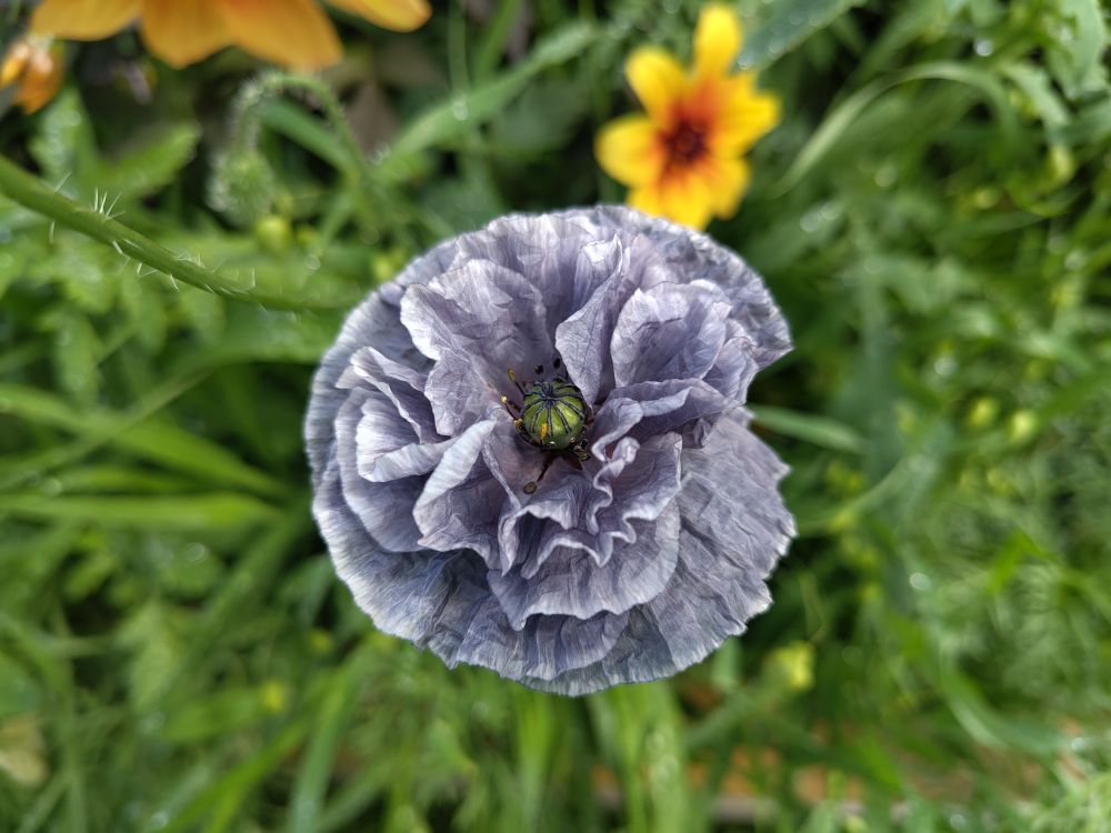 Another of the grey/blue/purple poppies.