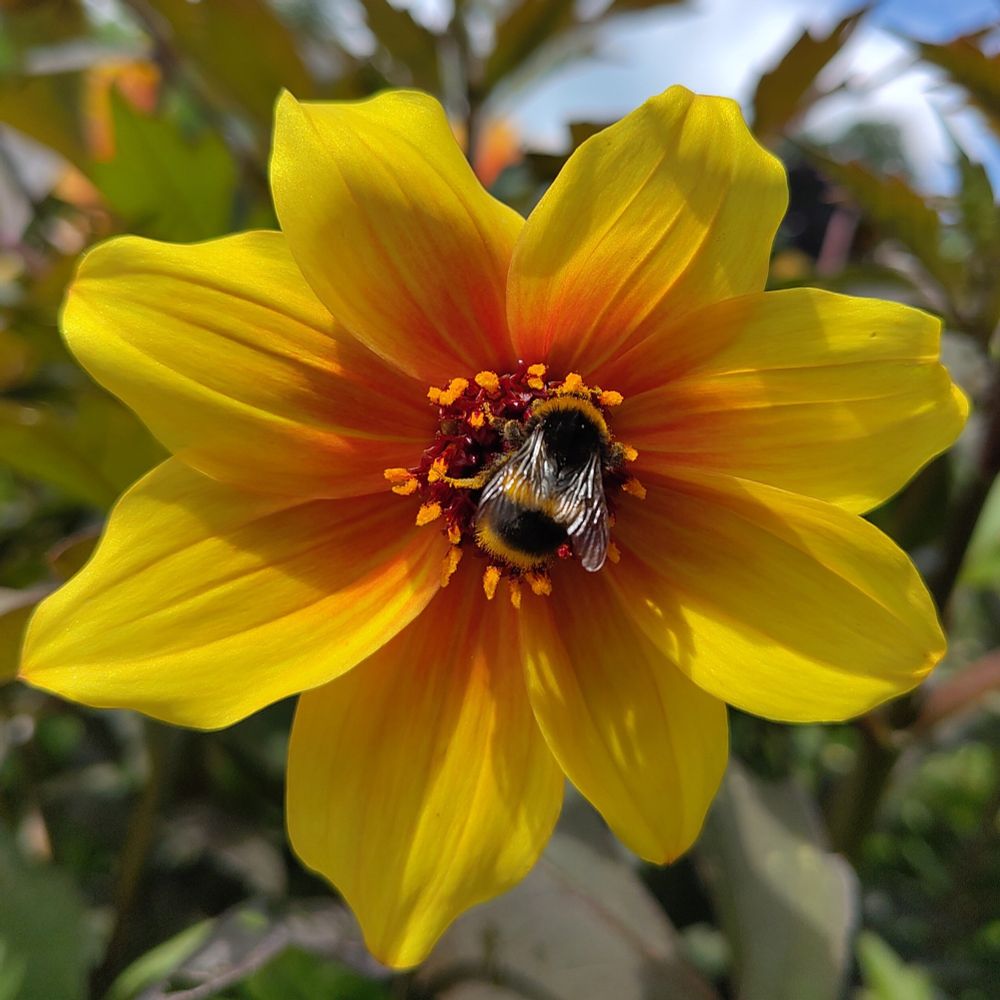 A solitary bee (maybe a buff tailed bumblebee?) on a dahlia flower. The flower is a single (open) type, which is a vivid orange at the centre, fading to a nearly as vivid yellow. Greenery and a touch of blue sky in the out of focus areas behind. Phone pic, cropped square, but un-faffed - the light did me a lot of favours.