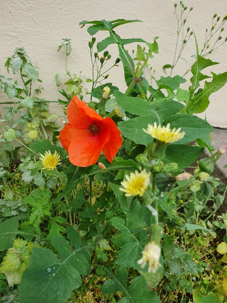 A floppy red road poppy (veivalmue/Papaver dubium) growing between some sow thistle (Sonchus oleraceus). 