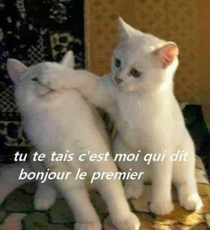Deux petits chats blancs. Celui de droite met sa patte sur le museau de l'autre.
Le texte en surimpression dit : "tu te tais, c'est moi qui dit bonjour le premier."