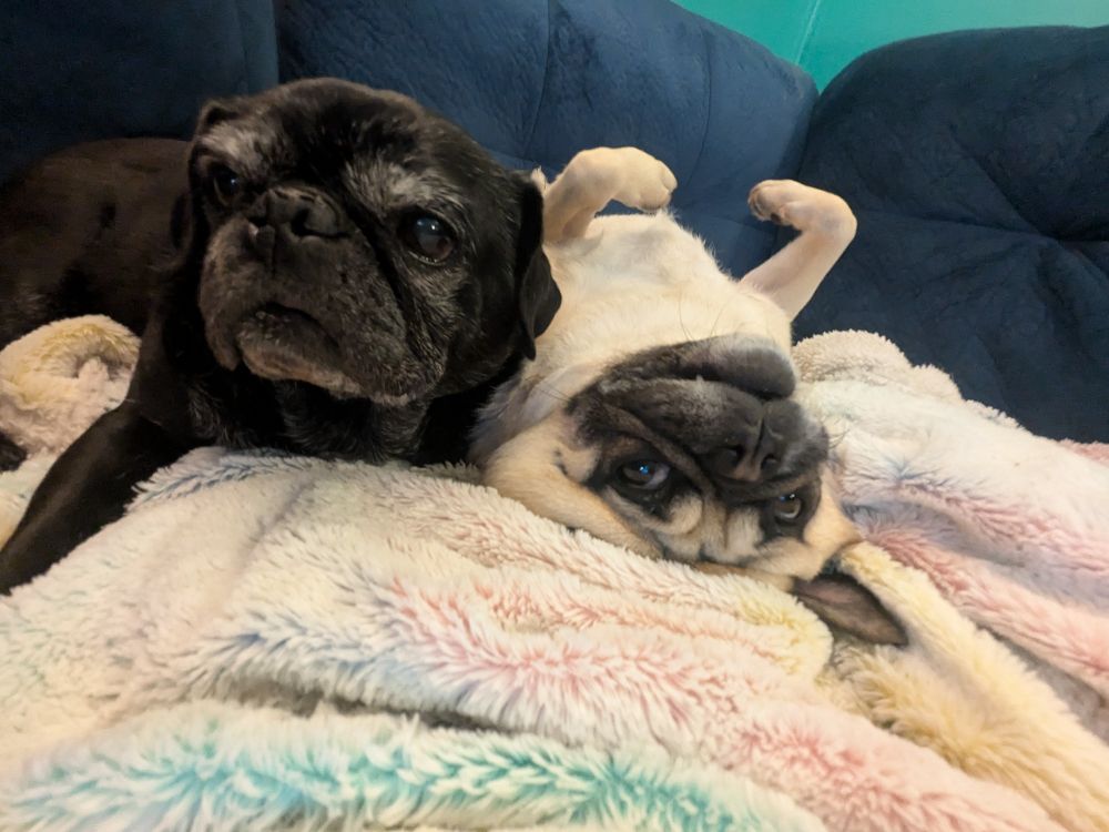 Dottie the black pug lays on a pillow next to Lily the fawn pug who is on her back 