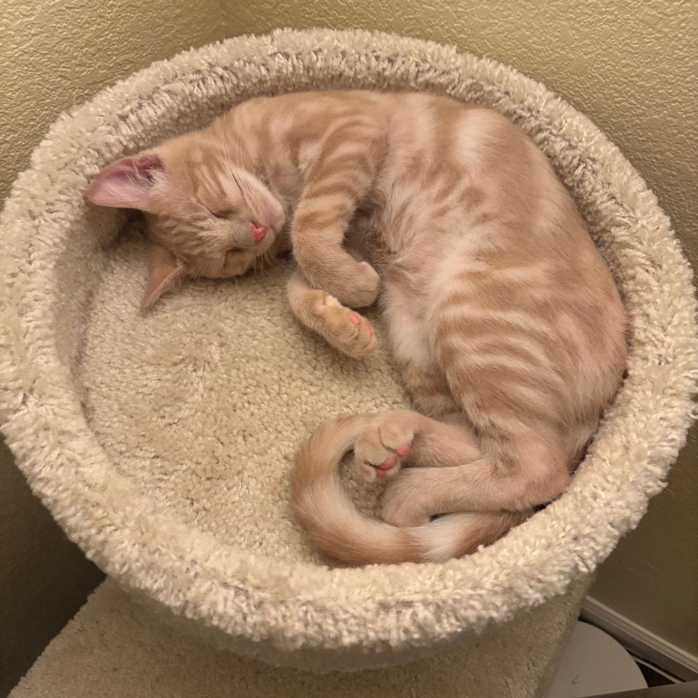 orange kitten sleeping