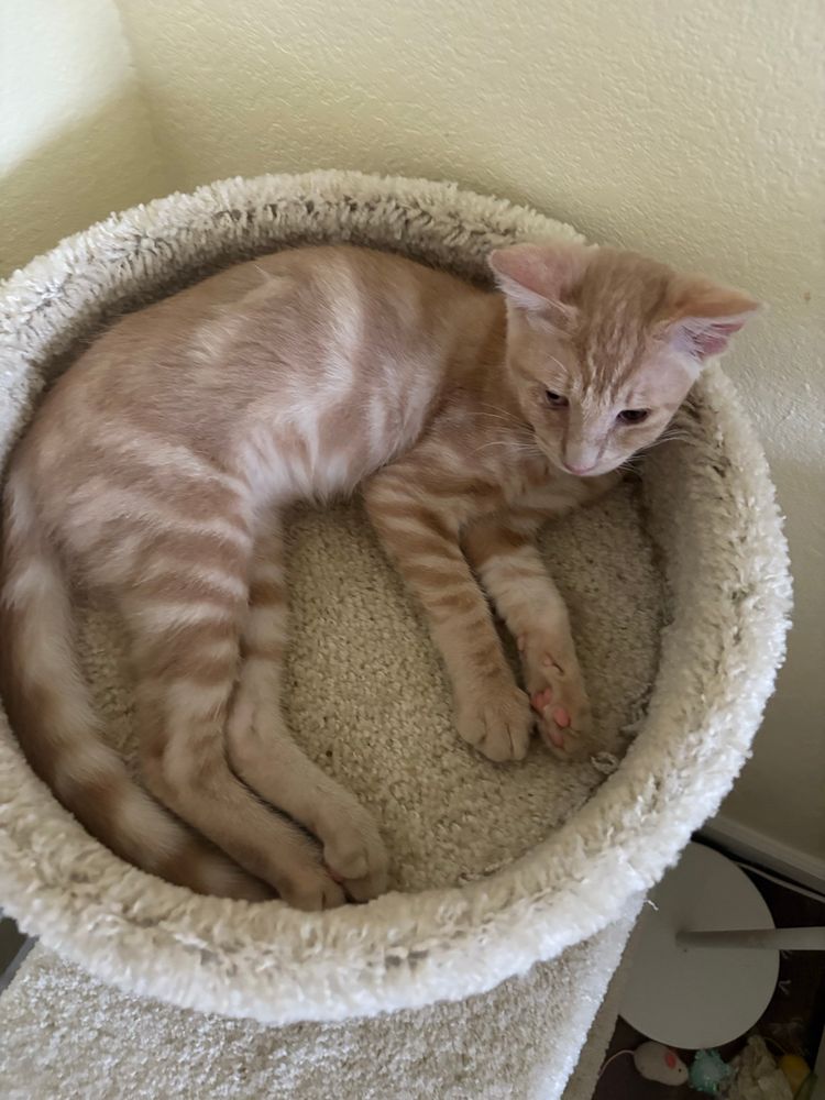 orange kitten