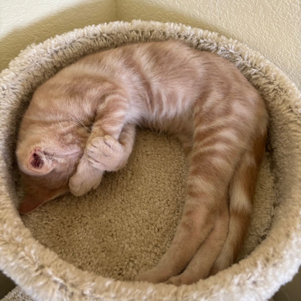 orange kitten curled up asleep with paws over face