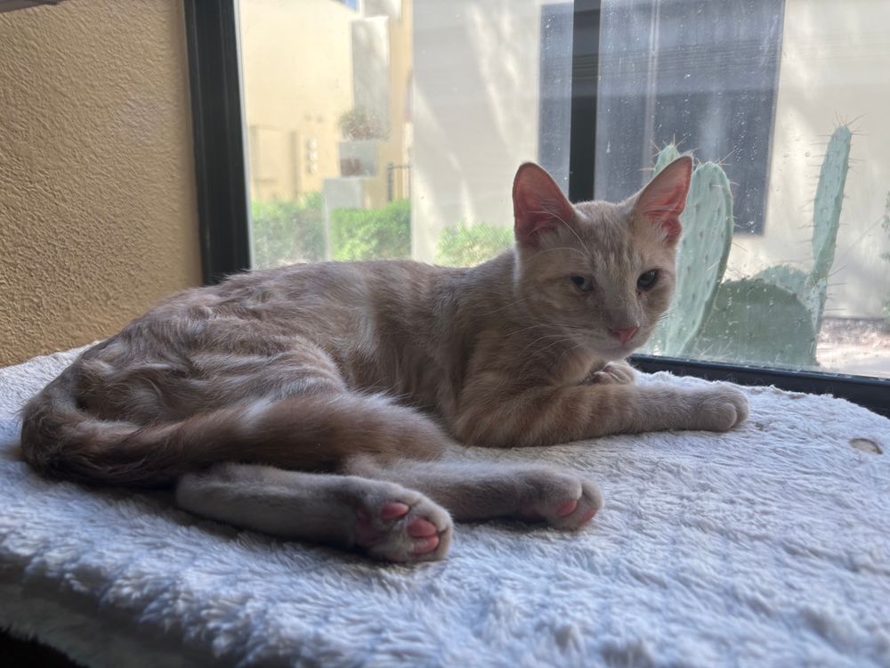 orange kitten w elevated third eyelid