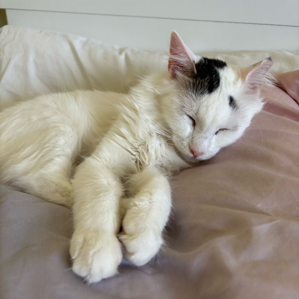 white cat with black spots sleeping