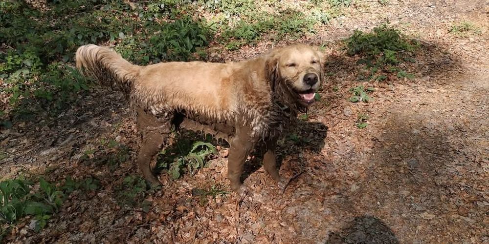 Ianouk, golden retriever, content et avec le sourire après s'être baigné dans la boue