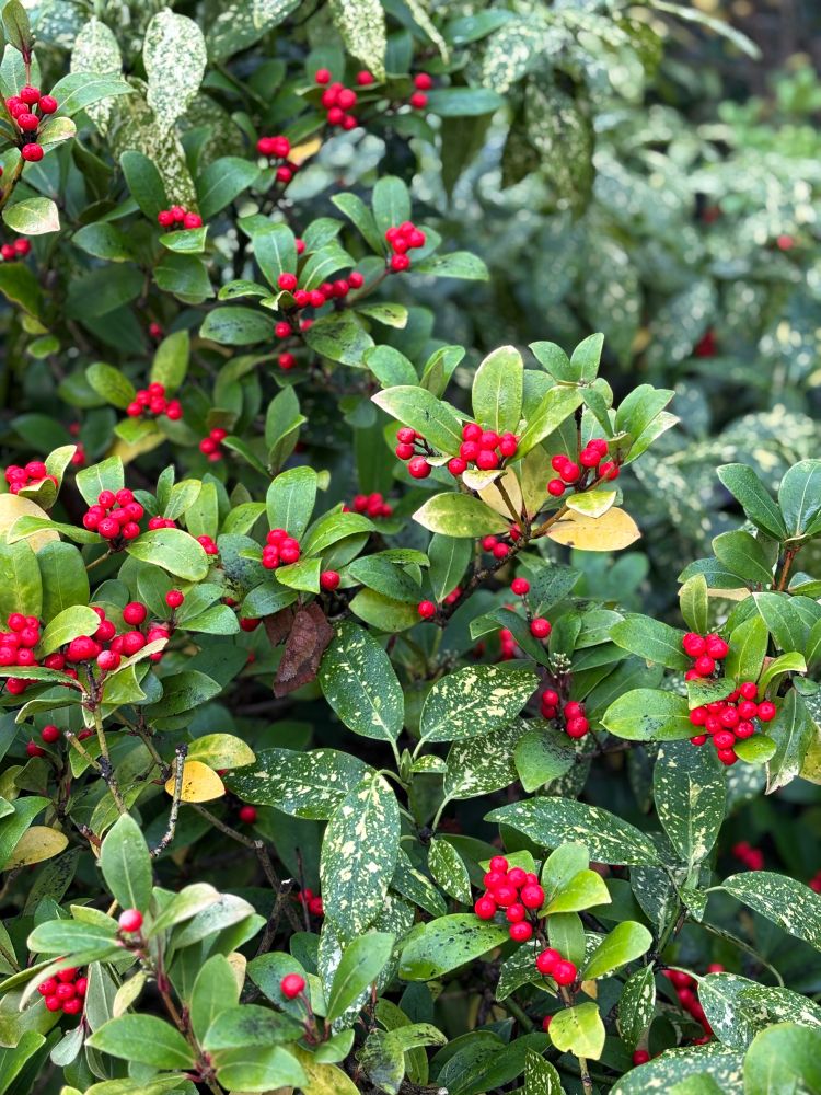 Close up of red berries and green leaves.