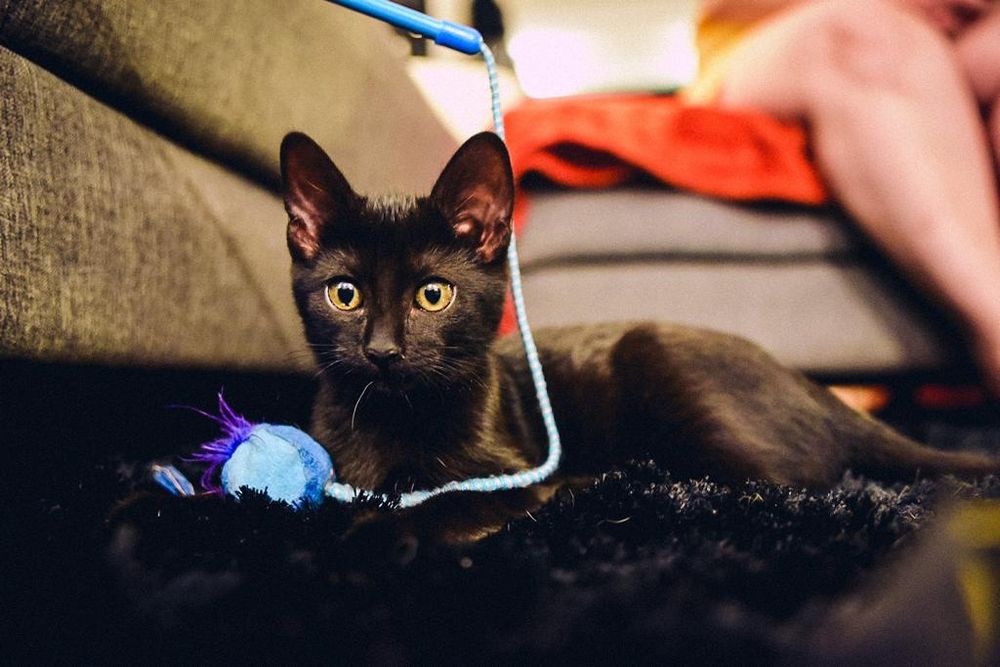 Gata filhote preta com olhos amarelos arregalados deitada em posição de atenção brincando com uma bolinha 