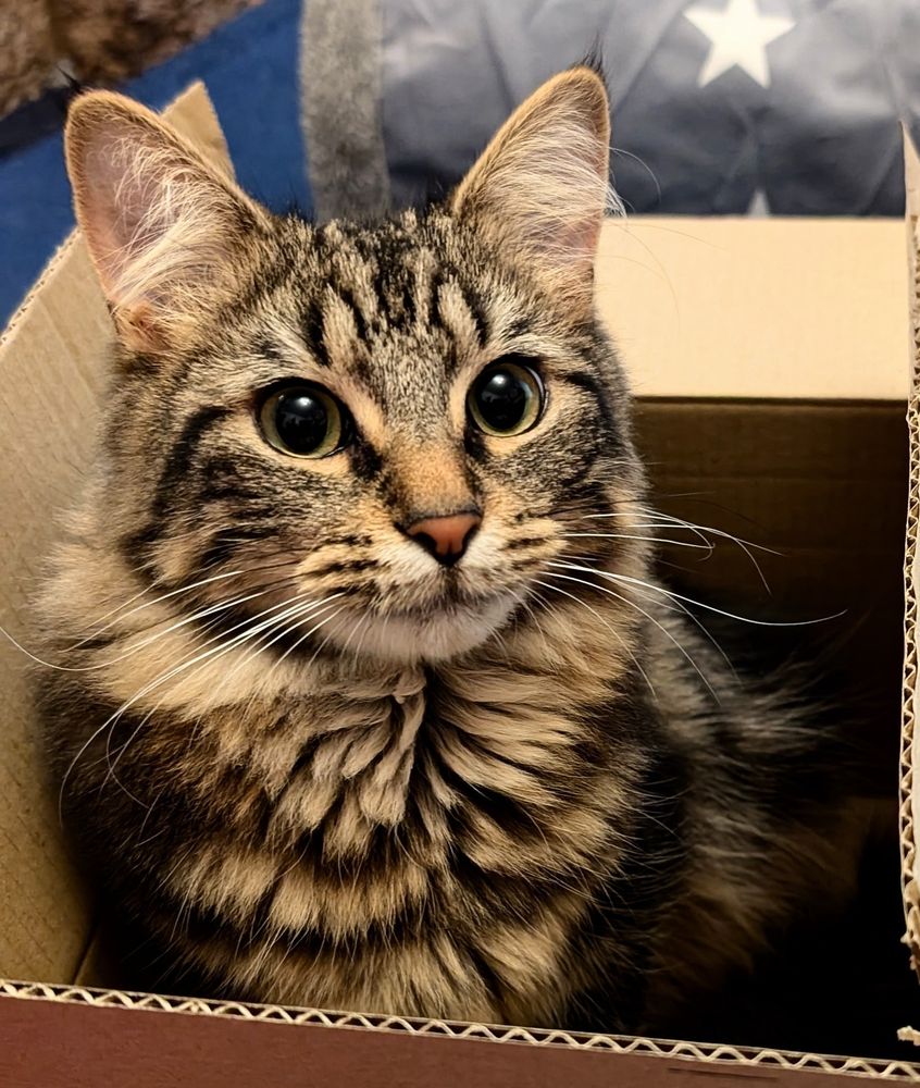 A tabby cat sitting in a cardboard box with an incredibly cute look on his face.