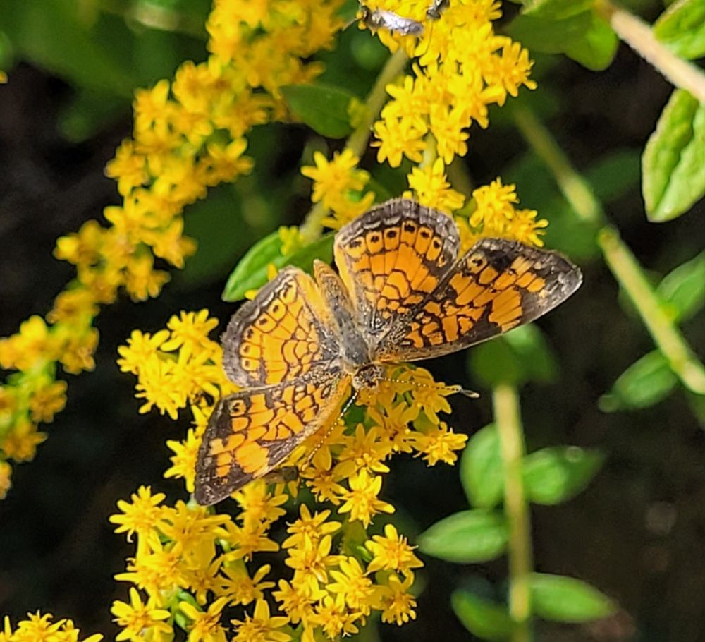 An orange and brown pearly crescent butterfly on yellow solidago rugosa flowers.