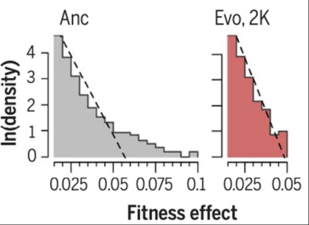 An Update to the Changing Distribution of Fitness Effects