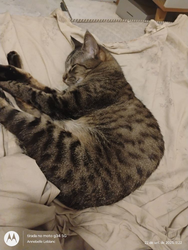 Leia dormindo na cama 