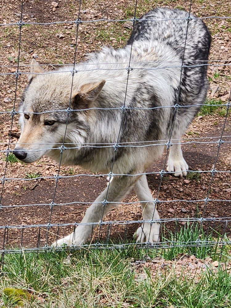 A grey wolf walking in front of a fence