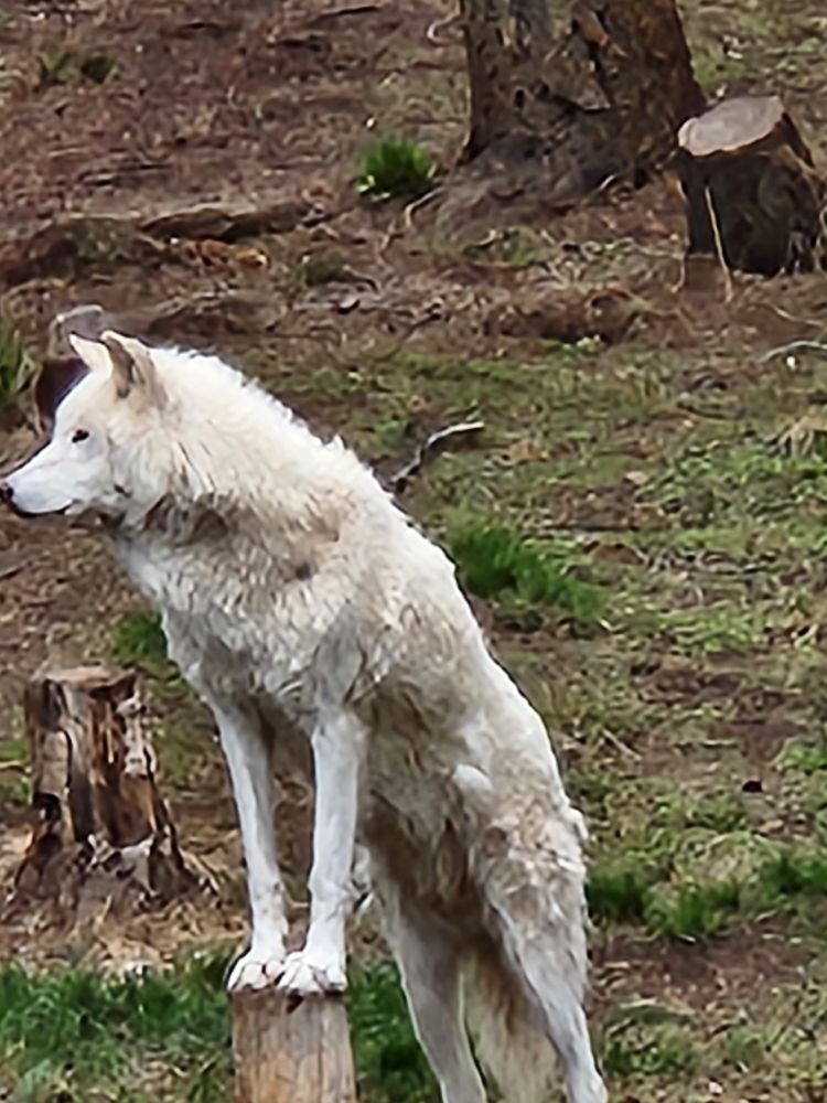 A white wolf standing with its front paws on a tree stump