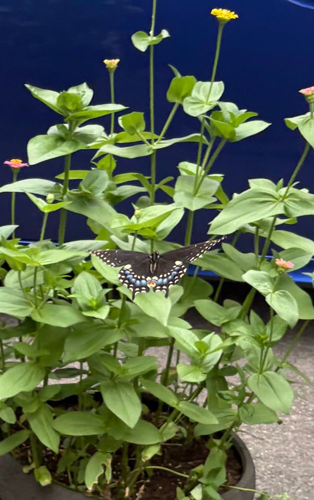 A black swallowtail butterfly perched on a zinnia