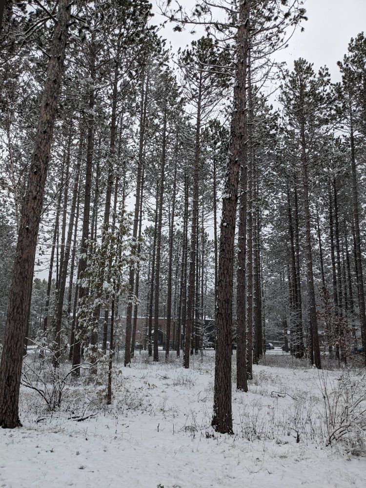 A cloudy-day photo of a thin, red pine forest covered in a fresh layer of white snow.