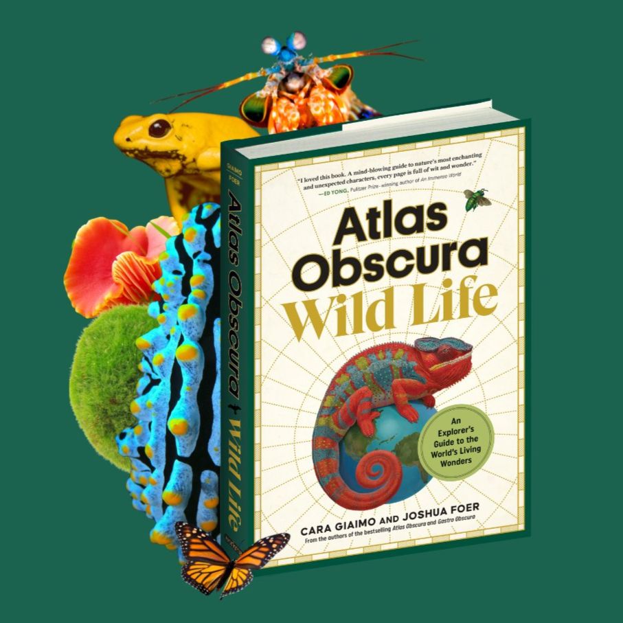 A book with a jade green spine showing a chameleon sitting atop the globe and the title: Atlas Obscura Wild Life. Emerging from behind the book is a menagerie of animals: a mantis shrimp, a butter-yellow frog, a colorful coral and yellow fungus and tuft of green moss, a Monarch butterfly, and a sea cucumber striped neon blue and black with bright yellow nubbles.