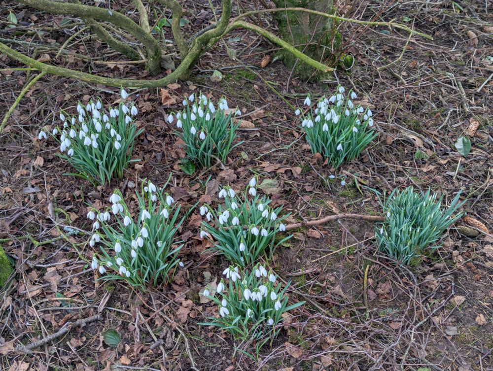 Six groups of snowdrops on a woodland floor 