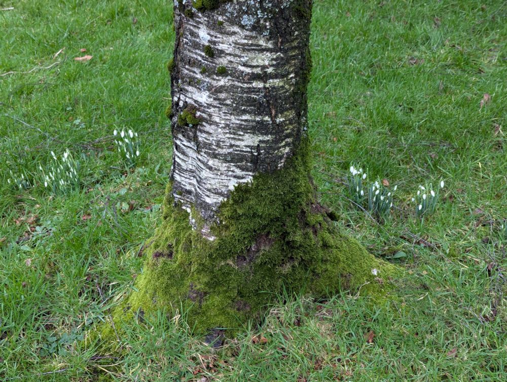 Snowdrops around a tree trunk