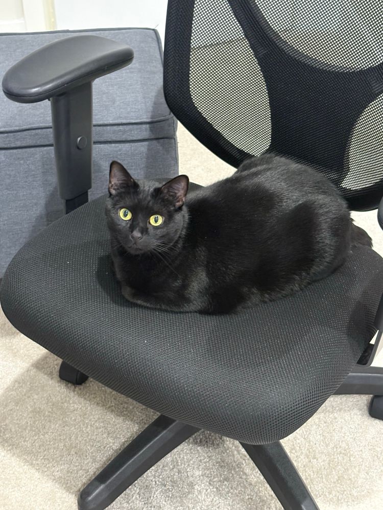 ID: my black cat Effy loafing on my desk chair, staring at the camera. End ID