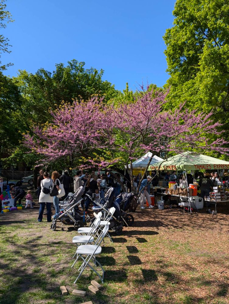 A redbud tree in a park at a farmers market. It has clusters of vibrant flowers and a few green leaves
