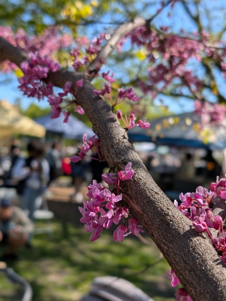 Clusters of redbud flowers burst from branches