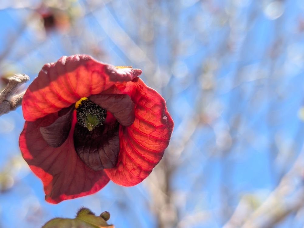 Closeup of a pawpaw tree flower, dark cherry red petals of a flower that opens facing the ground.