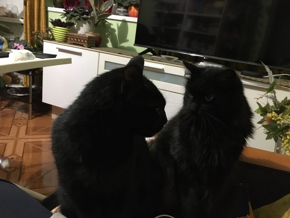 A tentative ceasefire agreement has been reached, but peace is unlikely. The shorthaired one looks at the other menacingly