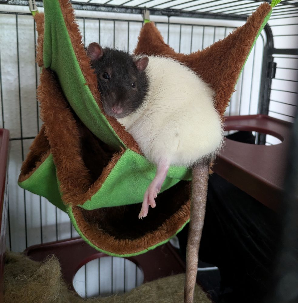 A black and white rat resting in a green-brown hammock, with one foot and his tail hanging out. 